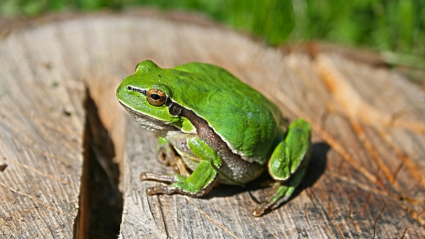 zielona żaba siedząca na sciętym pniu drzewa w górach