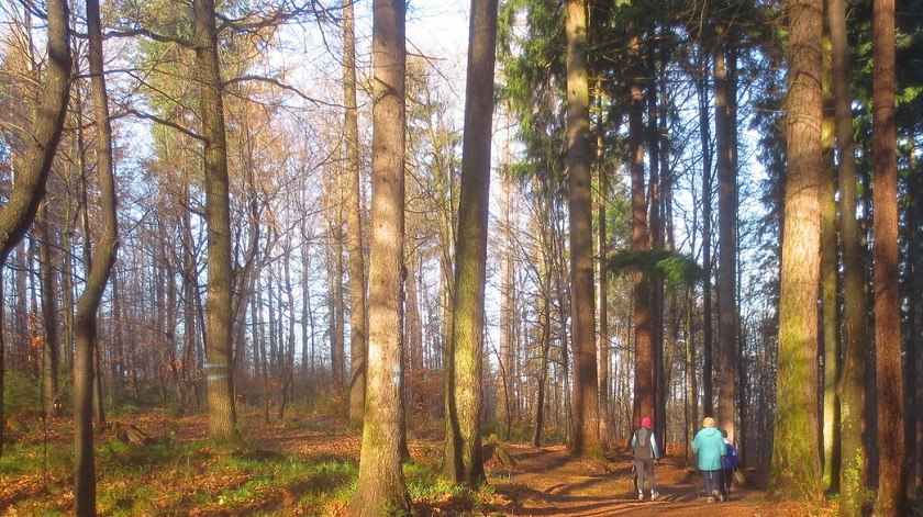 osoby ćwiczące z kijami nordic walking w lesie
